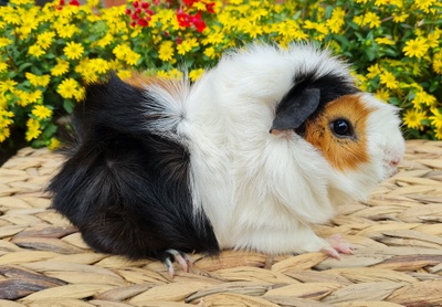 Rosetten Bock Ubongo